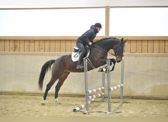 Más caballos centroeuropeos, Yegua, 4 años, 168 cm, Castaño