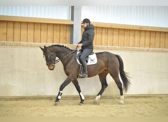 Más caballos centroeuropeos, Yegua, 4 años, 168 cm, Castaño