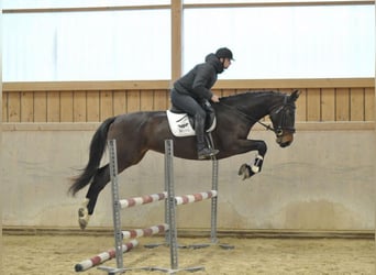 Más caballos centroeuropeos, Yegua, 4 años, 168 cm, Castaño