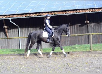 Más caballos centroeuropeos, Yegua, 4 años, 168 cm, Negro