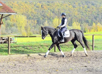 Más caballos centroeuropeos, Yegua, 4 años, 168 cm, Negro
