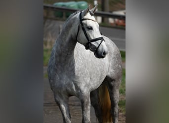 Más caballos centroeuropeos, Yegua, 4 años, 168 cm, Tordo rodado