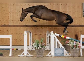 Más caballos centroeuropeos, Yegua, 4 años, 169 cm, Castaño