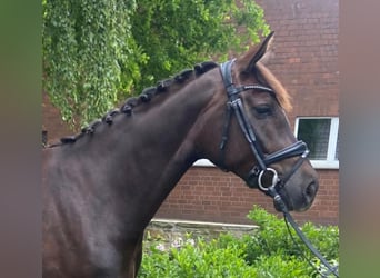 Más caballos centroeuropeos, Yegua, 4 años, 170 cm, Alazán-tostado