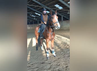 Más caballos centroeuropeos, Yegua, 4 años, 170 cm, Castaño claro