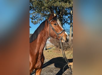 Más caballos centroeuropeos, Yegua, 4 años, 170 cm, Castaño claro