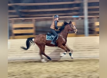 Más caballos centroeuropeos, Yegua, 4 años, 170 cm, Castaño claro