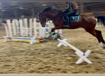 Más caballos centroeuropeos, Yegua, 4 años, 170 cm, Castaño claro