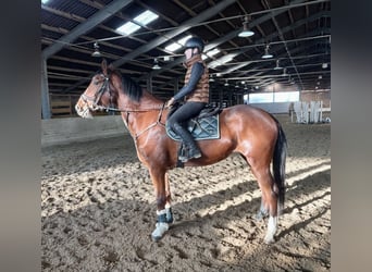 Más caballos centroeuropeos, Yegua, 4 años, 170 cm, Castaño claro