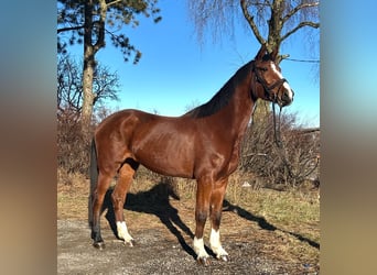 Más caballos centroeuropeos, Yegua, 4 años, 170 cm, Castaño claro