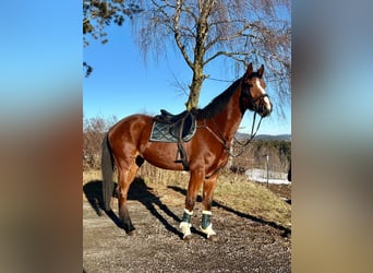 Más caballos centroeuropeos, Yegua, 4 años, 170 cm, Castaño claro