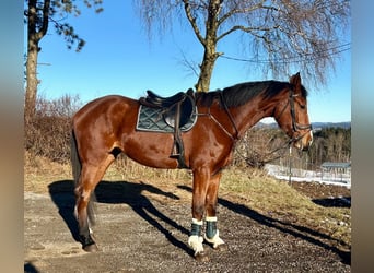 Más caballos centroeuropeos, Yegua, 4 años, 170 cm, Castaño claro