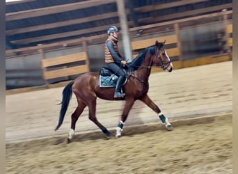 Más caballos centroeuropeos, Yegua, 4 años, 170 cm, Castaño claro