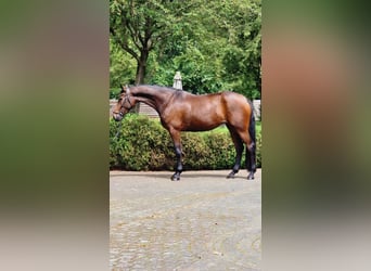 Más caballos centroeuropeos, Yegua, 4 años, 172 cm, Castaño