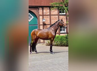 Más caballos centroeuropeos, Yegua, 4 años, 172 cm, Castaño