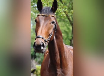 Más caballos centroeuropeos, Yegua, 4 años, 172 cm, Castaño