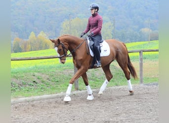 Más caballos centroeuropeos, Yegua, 4 años, 173 cm, Alazán