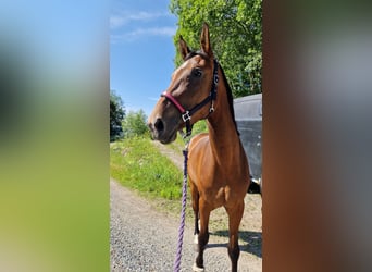 Más caballos centroeuropeos, Yegua, 4 años, 175 cm, Castaño rojizo