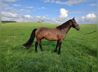 Más caballos centroeuropeos, Yegua, 5 años, 147 cm, Castaño