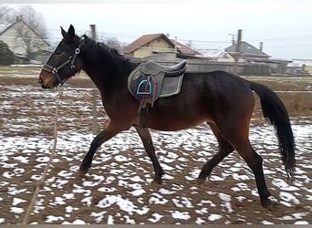 Más caballos centroeuropeos Mestizo, Yegua, 5 años, 150 cm, Castaño oscuro