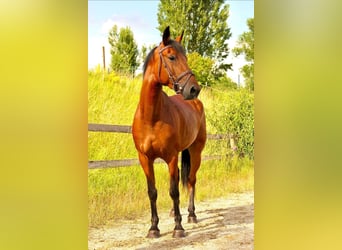 Más caballos centroeuropeos, Yegua, 5 años, 152 cm, Castaño