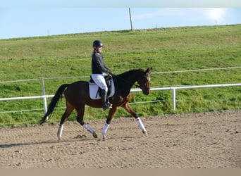 Más caballos centroeuropeos, Yegua, 5 años, 155 cm, Castaño
