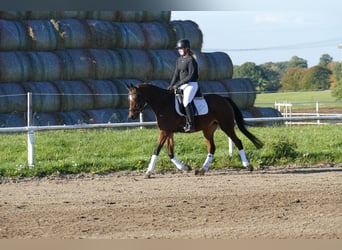 Más caballos centroeuropeos, Yegua, 5 años, 155 cm, Castaño