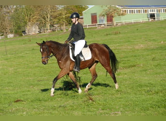 Más caballos centroeuropeos, Yegua, 5 años, 155 cm, Castaño
