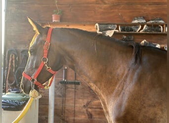 Más caballos centroeuropeos, Yegua, 5 años, 155 cm, Negro