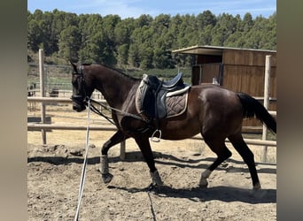 Más caballos centroeuropeos, Yegua, 5 años, 155 cm, Negro