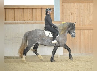 Más caballos centroeuropeos, Yegua, 5 años, 155 cm, Tordo