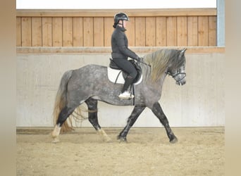 Más caballos centroeuropeos, Yegua, 5 años, 155 cm, Tordo