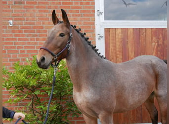 Más caballos centroeuropeos, Yegua, 5 años, 157 cm