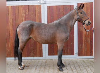 Más caballos centroeuropeos, Yegua, 5 años, 157 cm