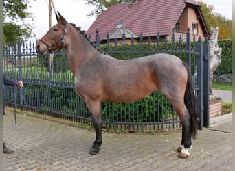 Más caballos centroeuropeos, Yegua, 5 años, 157 cm