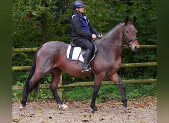 Más caballos centroeuropeos, Yegua, 5 años, 157 cm