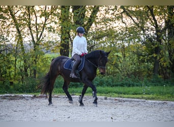 Más caballos centroeuropeos Mestizo, Yegua, 5 años, 157 cm, Castaño