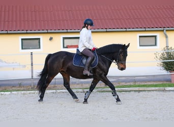 Más caballos centroeuropeos Mestizo, Yegua, 5 años, 157 cm, Castaño