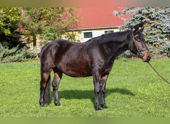 Más caballos centroeuropeos Mestizo, Yegua, 5 años, 157 cm, Castaño