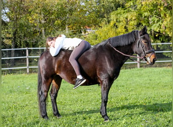 Más caballos centroeuropeos Mestizo, Yegua, 5 años, 157 cm, Castaño