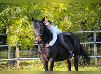 Más caballos centroeuropeos Mestizo, Yegua, 5 años, 157 cm, Castaño