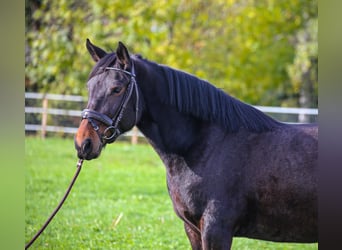 Más caballos centroeuropeos Mestizo, Yegua, 5 años, 157 cm, Castaño