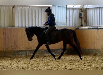 Más caballos centroeuropeos, Yegua, 5 años, 157 cm, Castaño oscuro