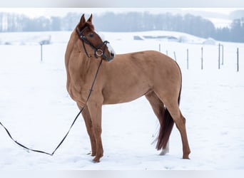 Más caballos centroeuropeos, Yegua, 5 años, 158 cm, Alazán