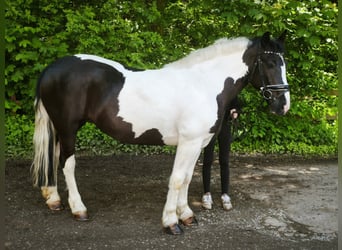 Más caballos centroeuropeos, Yegua, 5 años, 159 cm, Pío