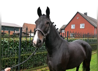 Más caballos centroeuropeos, Yegua, 5 años, 160 cm