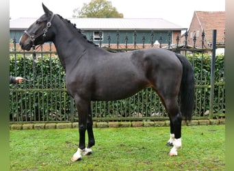 Más caballos centroeuropeos, Yegua, 5 años, 160 cm