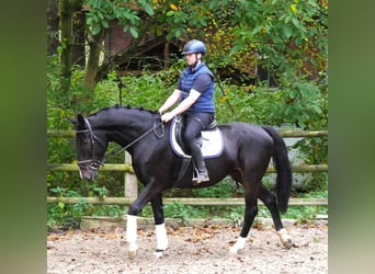 Más caballos centroeuropeos, Yegua, 5 años, 160 cm