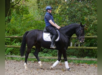 Más caballos centroeuropeos, Yegua, 5 años, 160 cm