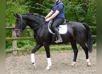 Más caballos centroeuropeos, Yegua, 5 años, 160 cm